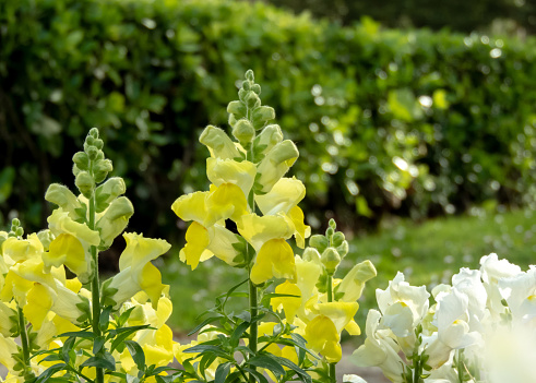 Antirrhinum majus flowering plant in the garden. Common snapdragon bright yellow flowers.
Spike inflorescence.