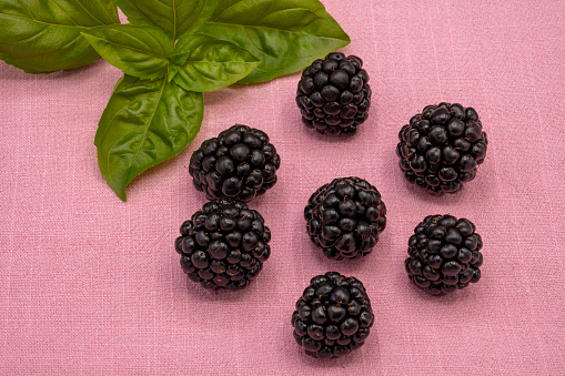 Close up of several single fresh blackberries (Rubus) decorated with a sprig of basil on a pink linen background.