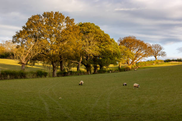 istock Sheep grazing in rural Sussex, with evening light 2149351274