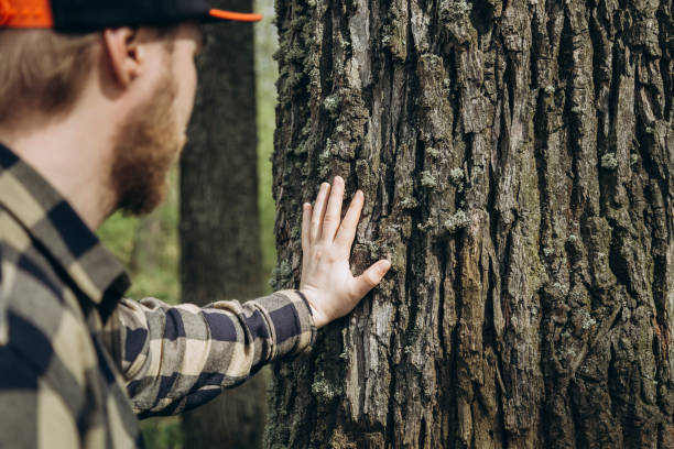 istock Man hand touches a pine tree trunk, close-up, wild forest travel. 2149351540