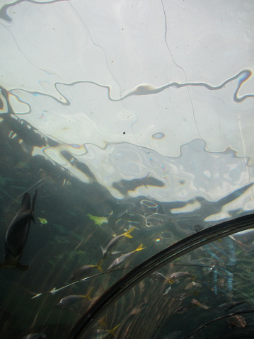 Transparent and reflective aquarium water