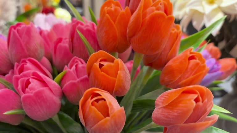 Tulips 4k stock video