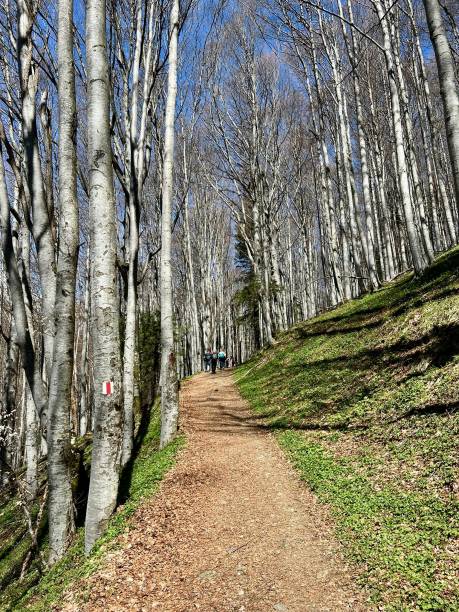 istock Hiking in the Romanian mountains in the spring 2149351887