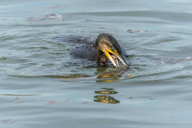 istock A large eel struggles to escape from a great cormorant (Phalacrocorax carbo). 2149352164