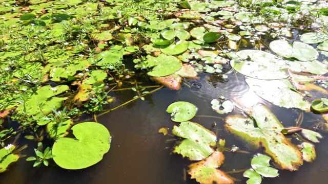 Lotus Leaves Floating on Pond Surface