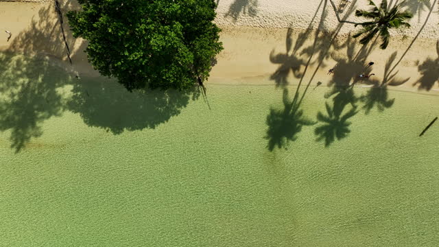 Aerial view of a sandy beach  with coconut palms.