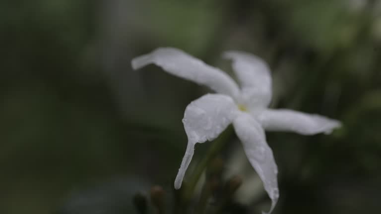 raindrops on a white flower, bokeh