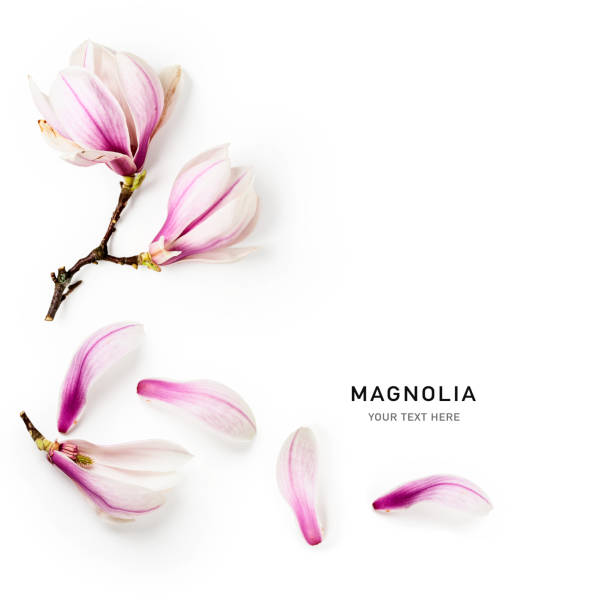 istock Magnolia blossom frame border isolated on white background 2149353905