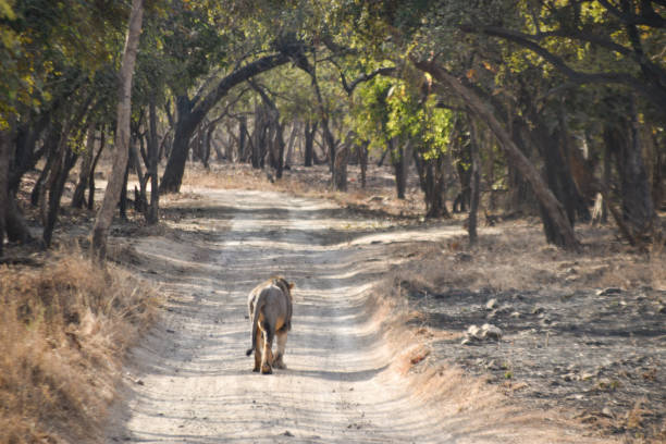Lion, Gir national park Gujarat