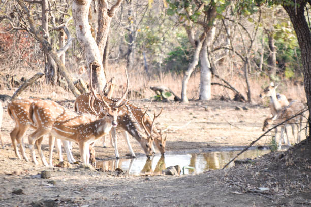 istock Deer, Gir national park Gujarat 2149354081