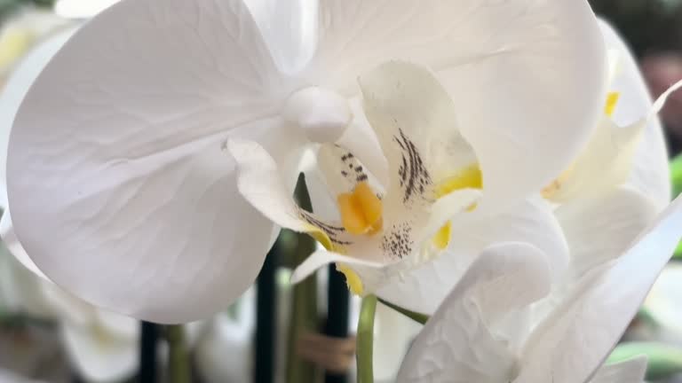 Orchid flower 4k stock video