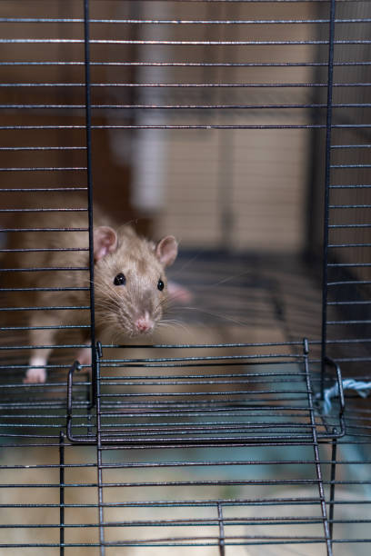 istock Domestic rat in a cage holds food with its paws and eats. 2149356128