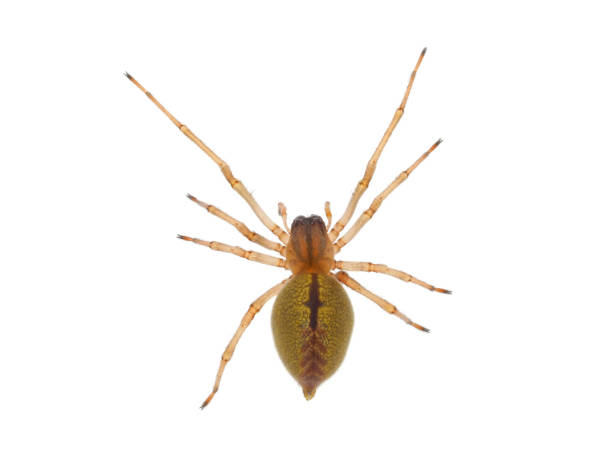 istock Two-clawed hunting spider isolated on white background, Cheiracanthium erraticum 2149356301