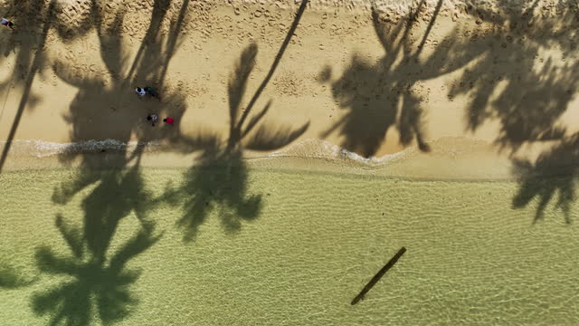 Aerial view of a sandy beach  with coconut palms.