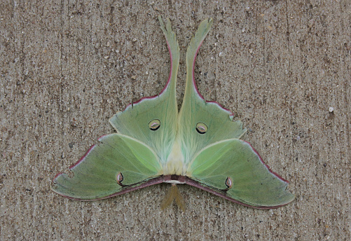 Green Luna Moth on Sidewalk near Warehouse in Rural East TX