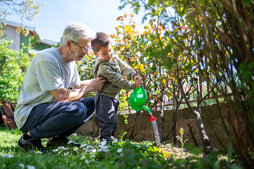 Family Bonding: Grandfather Guides 3-Year-Old Grandchild in Watering Plants. In a heartwarming scene of family bonding, a grandfather gently guides his 3 year old grandchild in the art of watering plants, fostering a sense of connection and learning in a serene garden setting