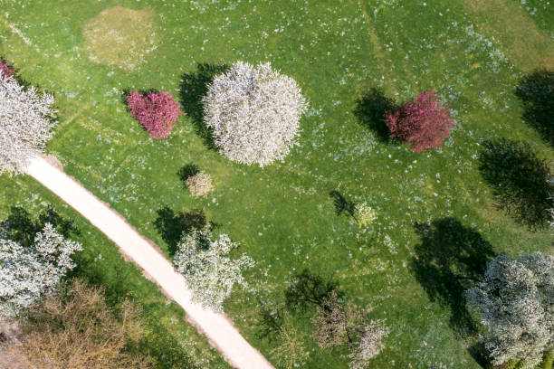 istock Aerial view of blooming trees 2149357639