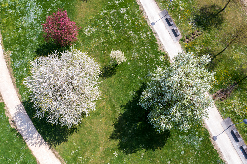 A public park with footpaths and beautifully blooming trees seen from above in spring.
