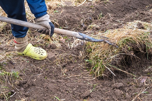 A person is using a shovel to plant a tree in the ground for landscaping, gardening, and enhancing the natural habitat for terrestrial animals