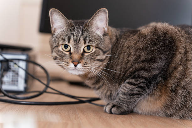 istock domestic curious cat and computer wires 2149358798
