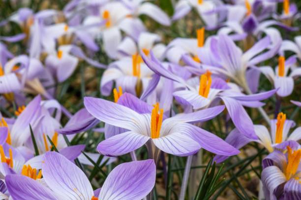 istock Purple and white flowers with orange centers bloom in grass 2149358895