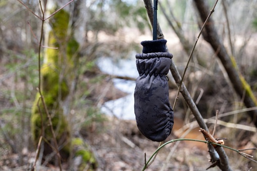 A black mitten is dangling from a tree branch in the woods, with a perching bird nearby, using its beak to inspect the natural material