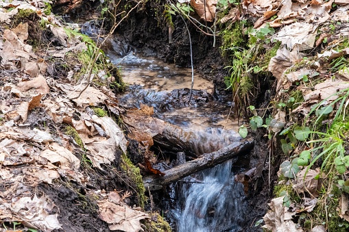 A small waterfall flows over bedrock in a forest, surrounded by terrestrial plants, grass, groundcover, trees, shrubs, soil, and mosscovered leaves