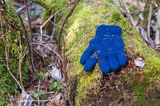An electric blue teddy bear sits atop a mossy rock in a natural landscape, surrounded by terrestrial plants, grass, and groundcover in a forest setting