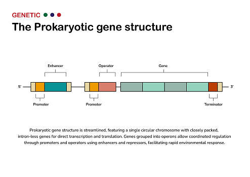 Diagram of Prokaryotic Gene Structure. Scientific infographic illustrating the gene composition and organization in prokaryotic organisms