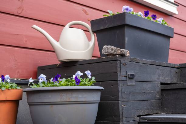 istock A watering can rests on potted plants, adding charm to the garden landscape 2149359044