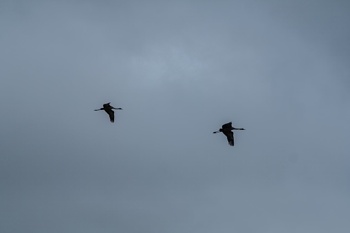 Two birds are soaring gracefully through a sky filled with fluffy clouds, showcasing their elegant wings as they enjoy their aerial flight event