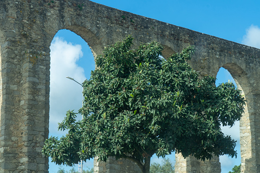 Lush tree canopy frames aqueduct in scenic harmony.