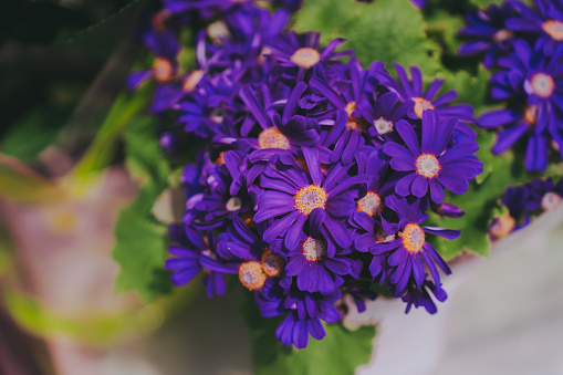 A bouquet of purple statice flowers with yellow centers.