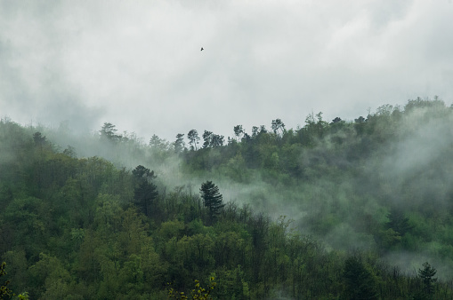 Wild forest misty landscape with fog and an Eagle. flying between the clouds in Tuscany