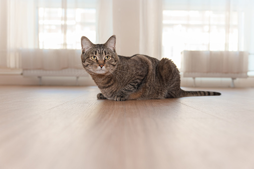 A tabby cat with striking green eyes sits on a wooden floor in a sunlit room, exuding a serene and curious demeanor