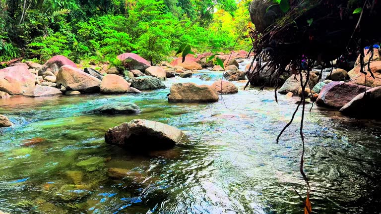 Looks beautiful and beautiful natural scenery, tree plants and river stones of jayapura city papua