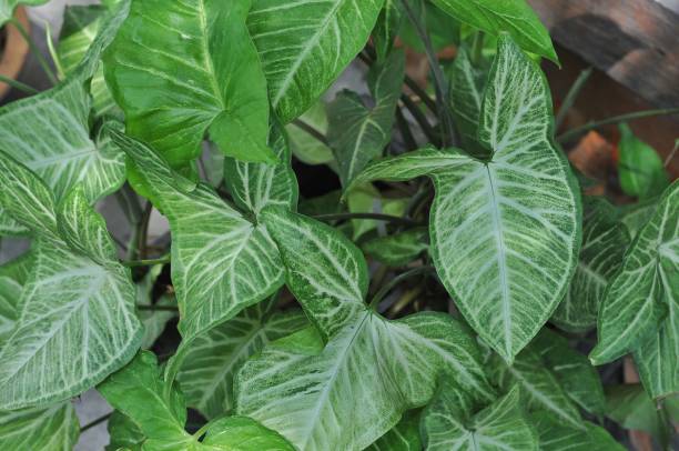 istock tropical green and white leaf climbing plants as background 2149362331