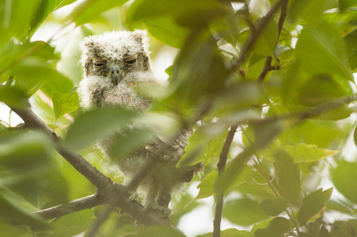 Funny sleepy baby owl looks at the camera among the green leaves