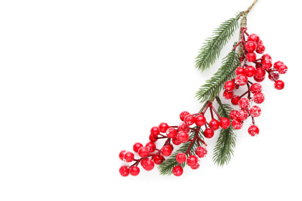 istock Christmas composition. Fir tree branches with red berries on white background 2149362493