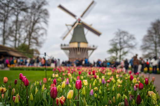 Historical dutch windmill and tulip gardens in Lisse, The Netherlands.