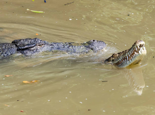 istock Crocodile at Sungei Buloh Wetlands Reserve 2149364480
