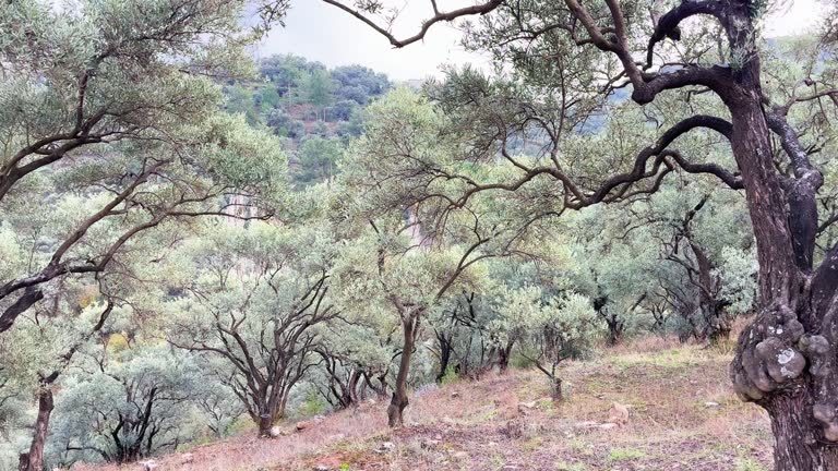 Olive tree area in Mugla Yatagan Turkey 4k stock video