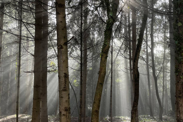 istock Foggy landscape with sun rays among trees 2149364964