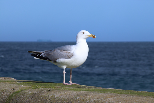 Seagull on harbour wall