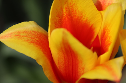 Orange and red tulip in close up