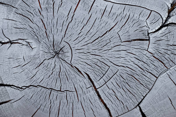 Cross section of a charred walnut tree trunk.