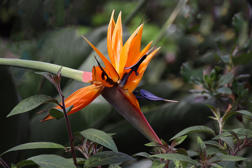 Close up of bird of paradise plant