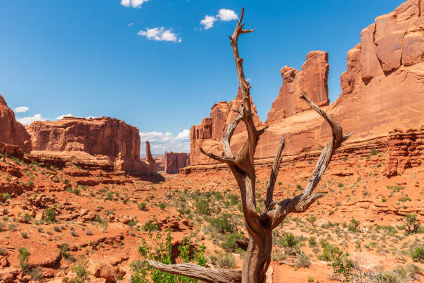 Park Avenue Trailhead in Arches National Park in Moab, Utah, United States. Dry Tree over Massive Natural Sandstone Monuments Called Courthouse Towers