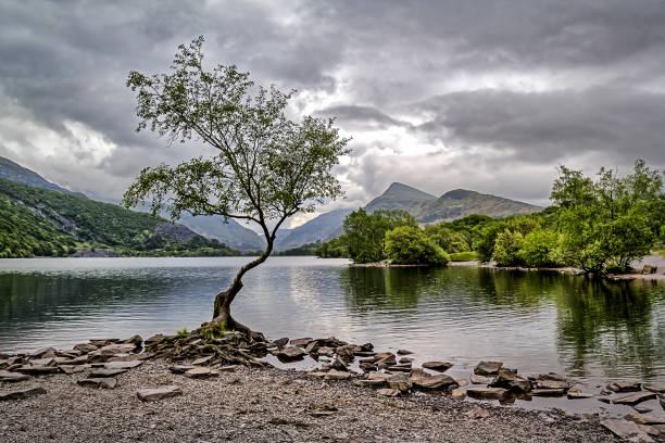 View of The Lone Tree At Llanberis North Wales
