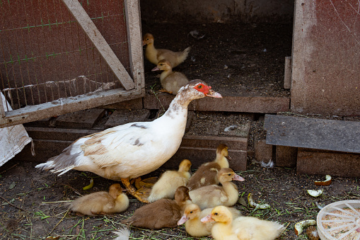 A mother duck with her children ducklings in the farmer's yard, poultry farming. High quality photo